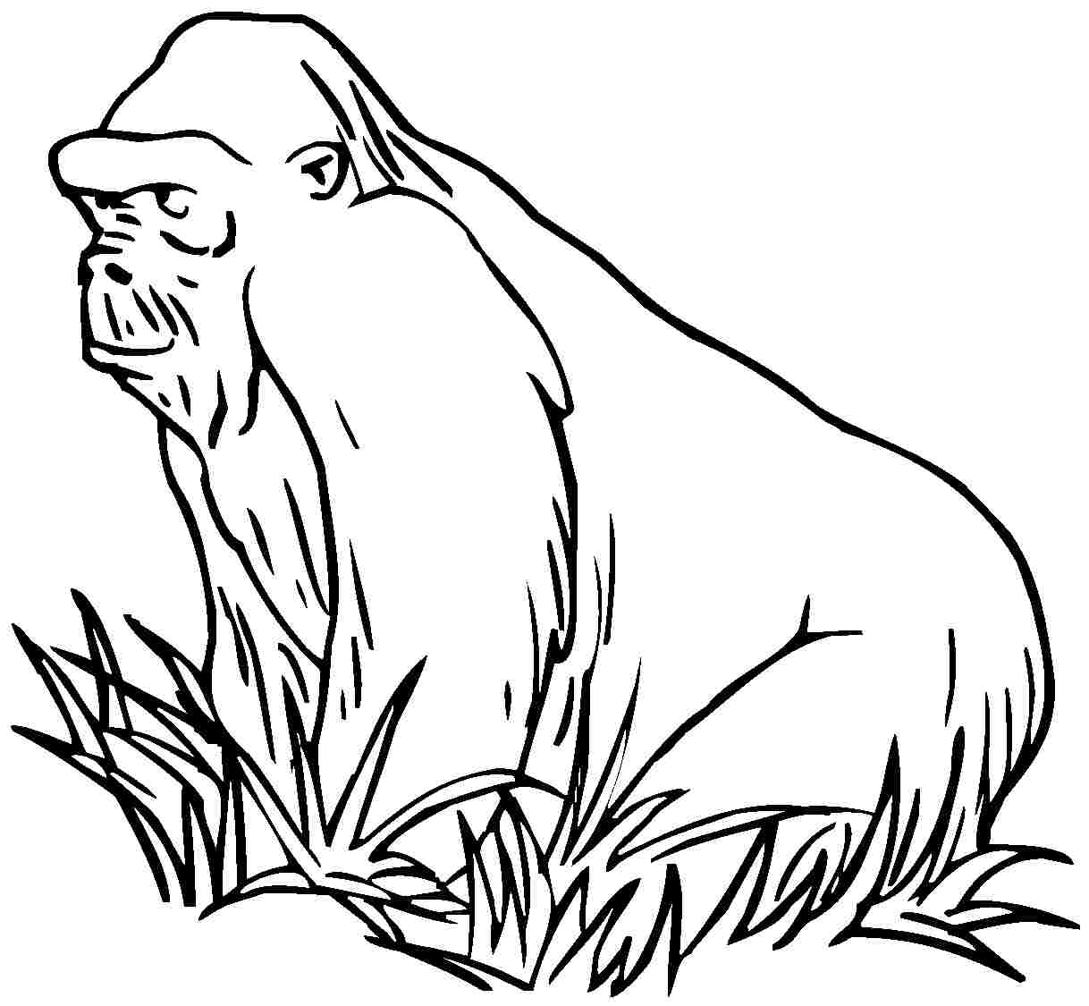 Раскраска: горилла (Животные) #7514 - Бесплатные раскраски для печати