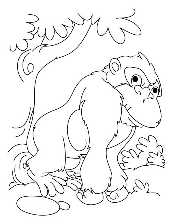 Раскраска: горилла (Животные) #7534 - Бесплатные раскраски для печати