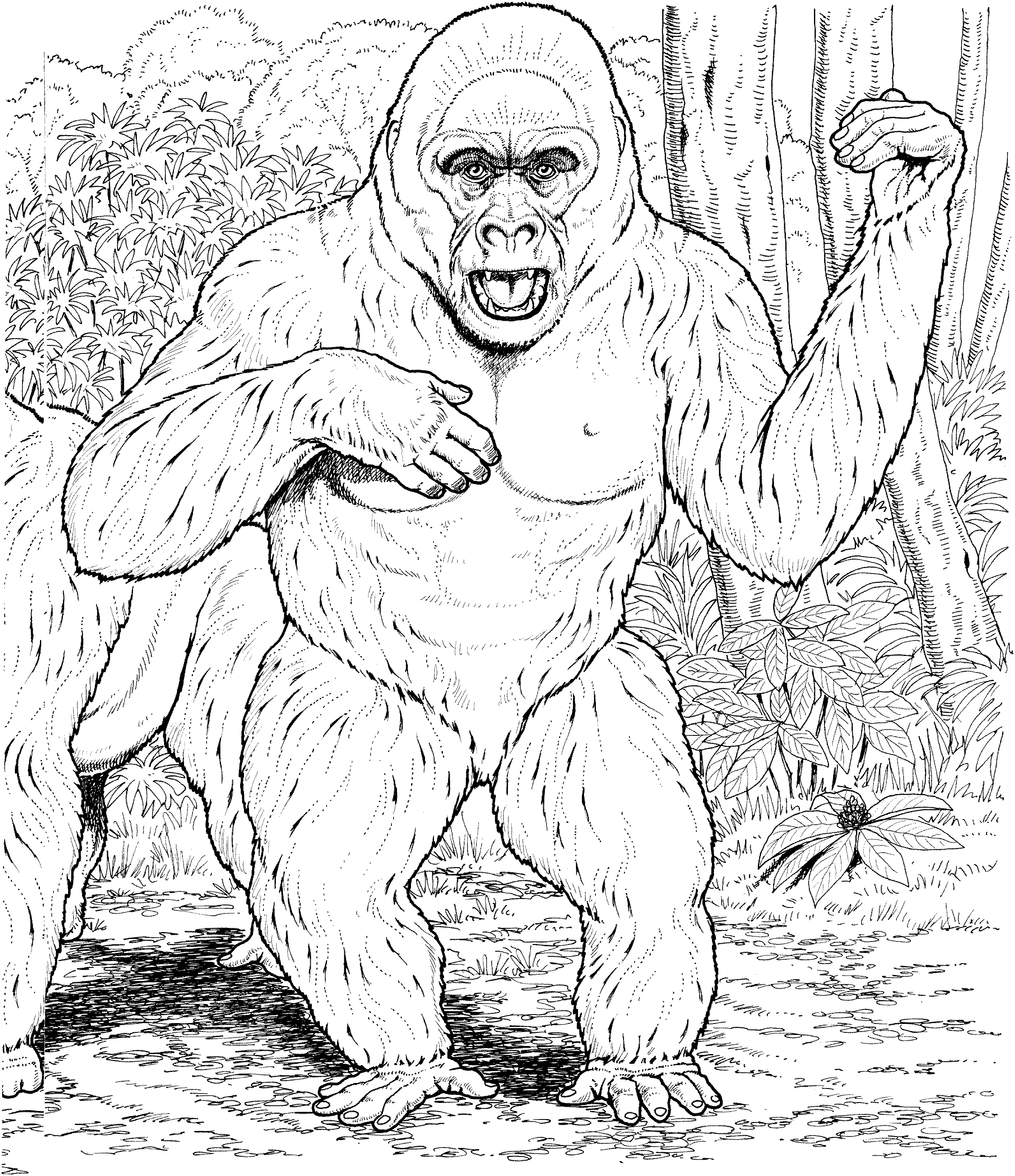 Раскраска: горилла (Животные) #7561 - Бесплатные раскраски для печати