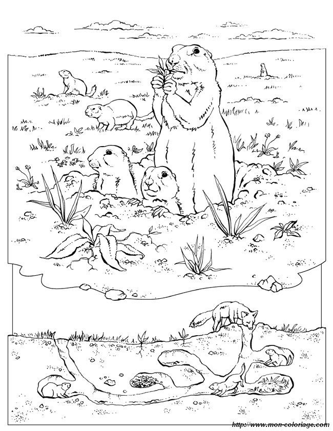 Раскраска: сурок (Животные) #11051 - Бесплатные раскраски для печати