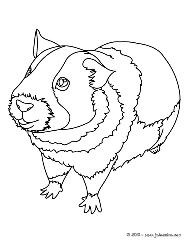 Раскраска: Индейка свинья (Животные) #18493 - Бесплатные раскраски для печати