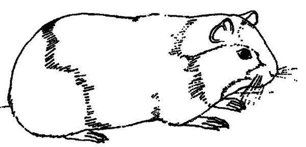 Раскраска: Индейка свинья (Животные) #18497 - Бесплатные раскраски для печати