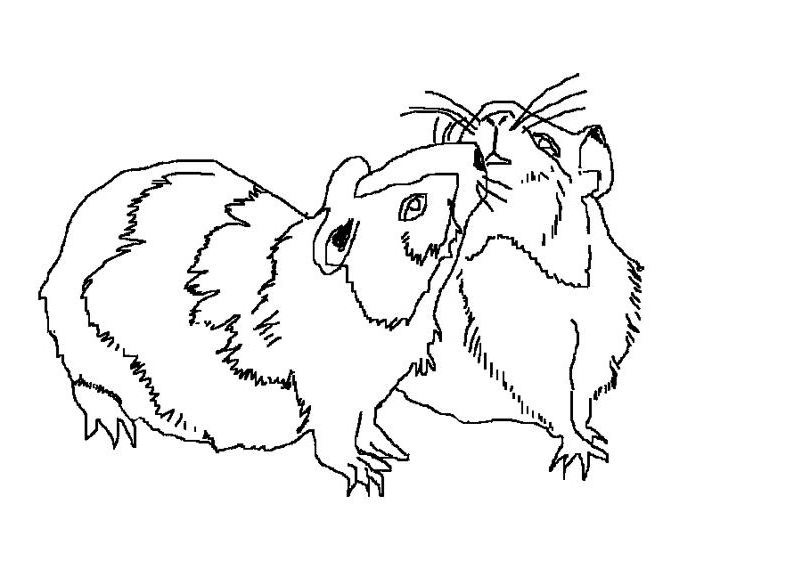 Раскраска: хомяк (Животные) #8029 - Бесплатные раскраски для печати