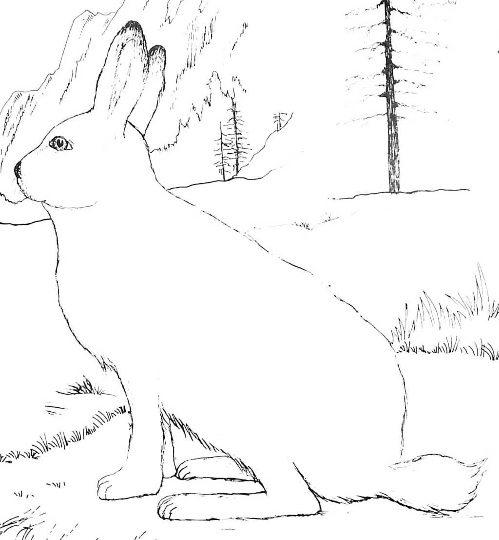 Раскраска: заяц (Животные) #10079 - Бесплатные раскраски для печати