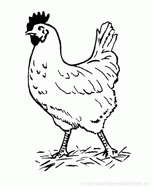 Раскраска: курица (Животные) #17427 - Бесплатные раскраски для печати