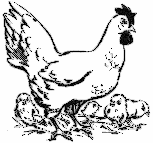 Раскраска: курица (Животные) #17603 - Бесплатные раскраски для печати