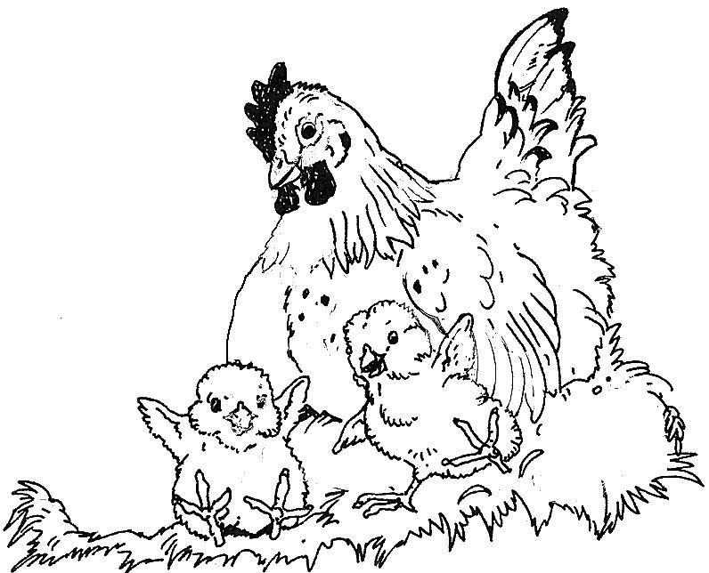 Раскраска: курица (Животные) #17620 - Бесплатные раскраски для печати