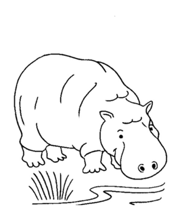Раскраска: гиппопотам (Животные) #8804 - Бесплатные раскраски для печати