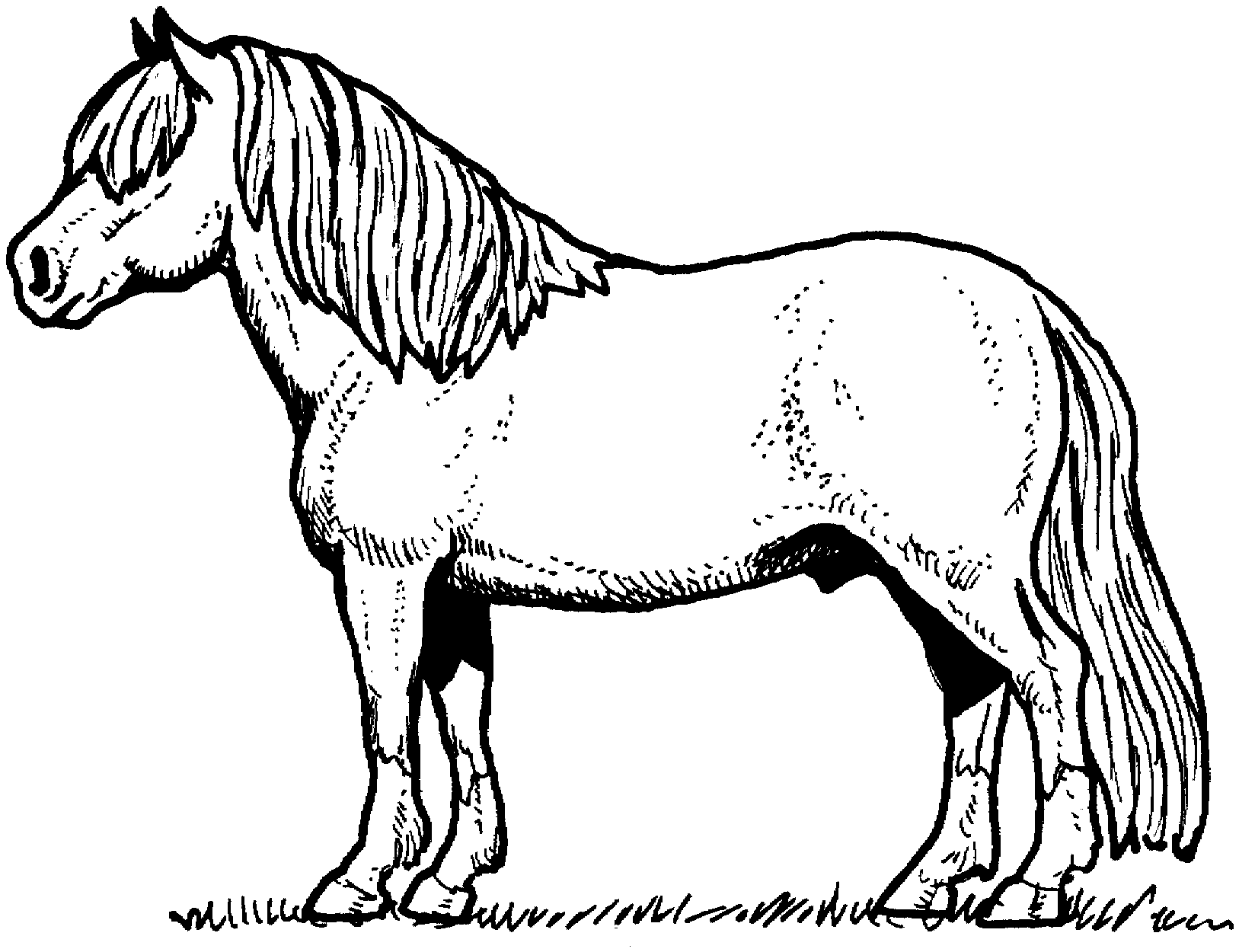 Лошадь Пржевальского раскраска для детей