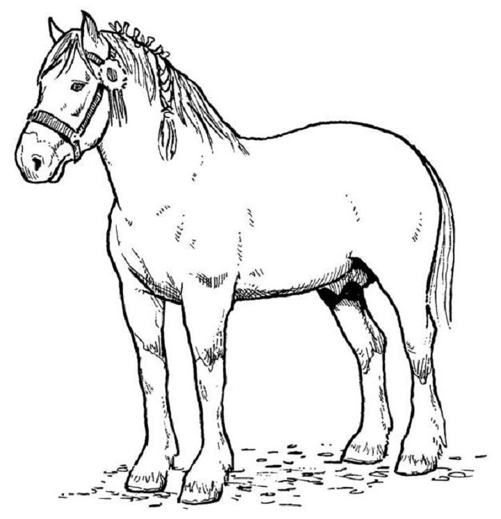 Раскраска: лошадь (Животные) #2168 - Бесплатные раскраски для печати