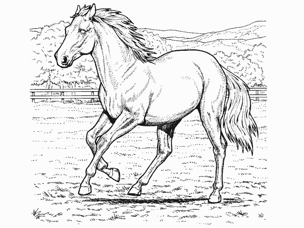 Раскраска: лошадь (Животные) #2174 - Бесплатные раскраски для печати