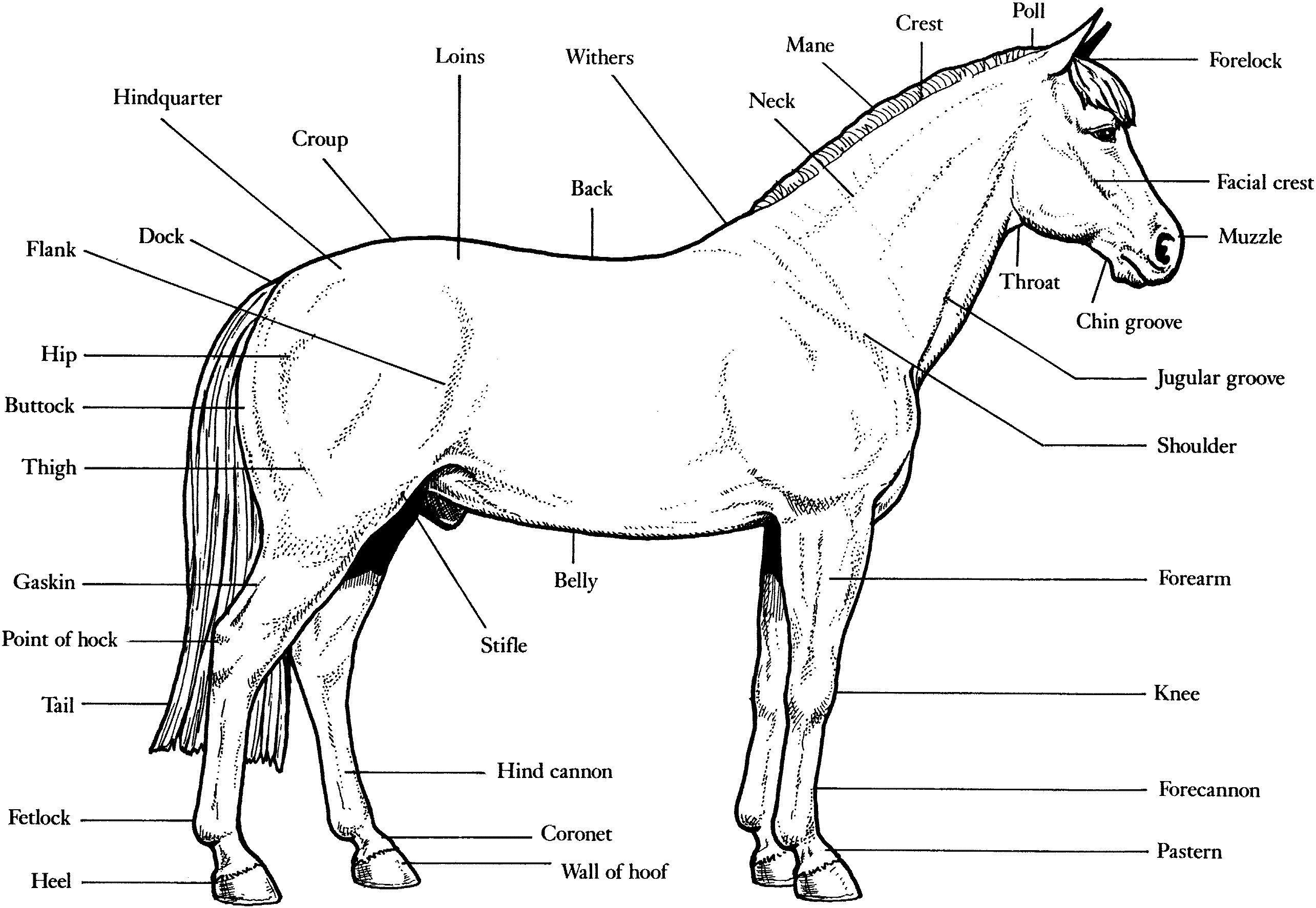 Раскраска: лошадь (Животные) #2215 - Бесплатные раскраски для печати