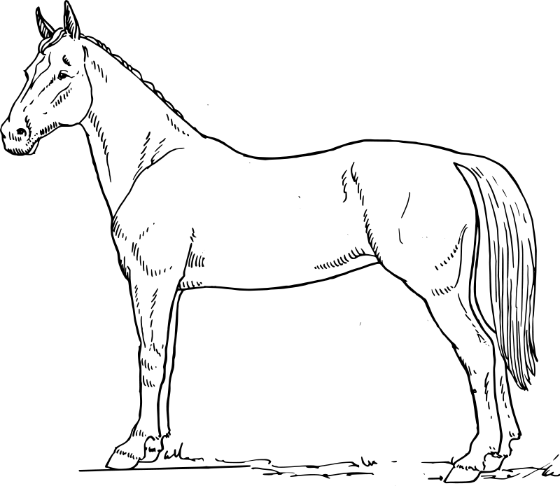 Раскраска: лошадь (Животные) #2256 - Бесплатные раскраски для печати