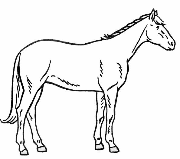 Раскраска: лошадь (Животные) #2278 - Бесплатные раскраски для печати