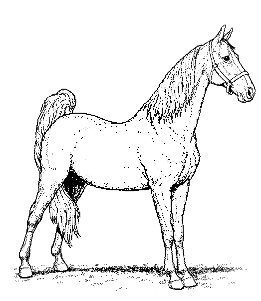 Раскраска: лошадь (Животные) #2355 - Бесплатные раскраски для печати