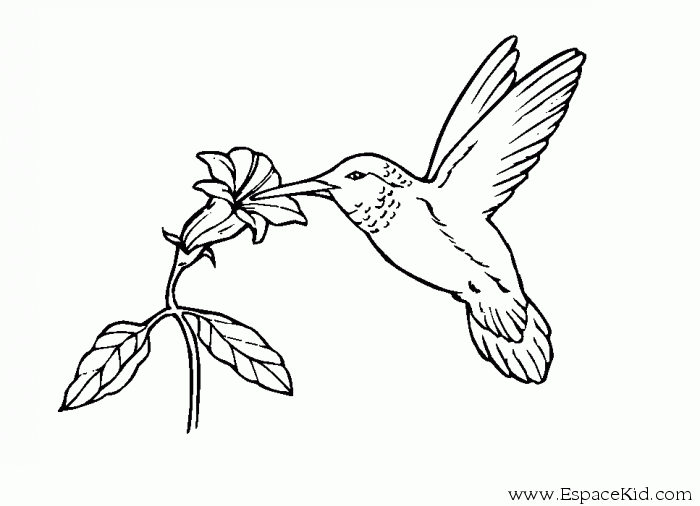 Раскраска: колибри (Животные) #3793 - Бесплатные раскраски для печати