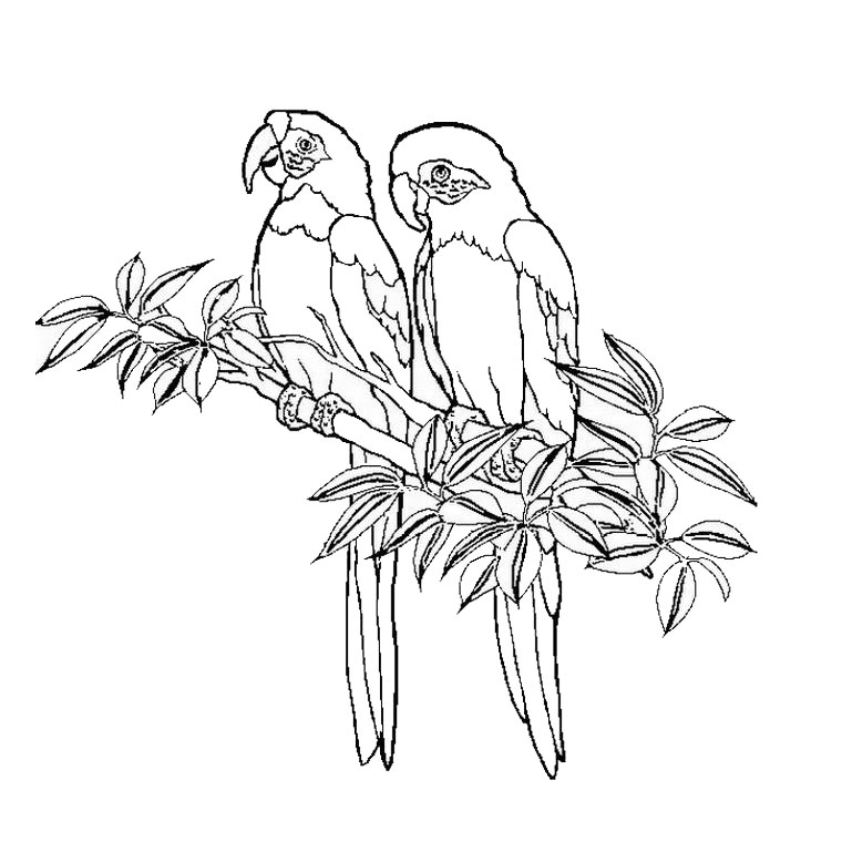 Раскраска: колибри (Животные) #3800 - Бесплатные раскраски для печати