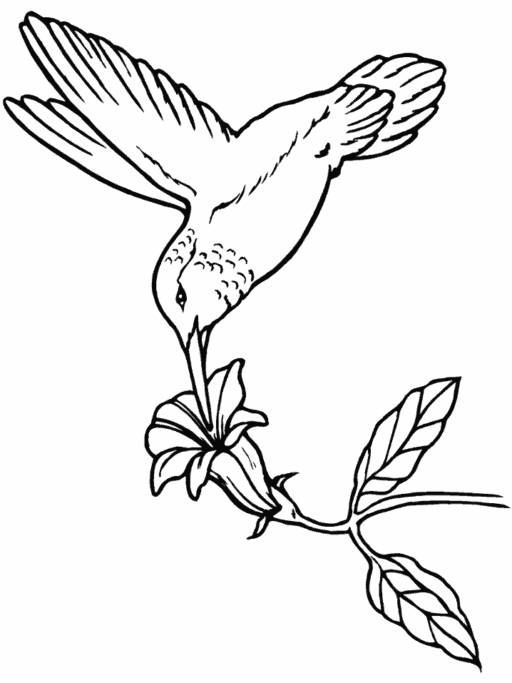 Раскраска: колибри (Животные) #3820 - Бесплатные раскраски для печати