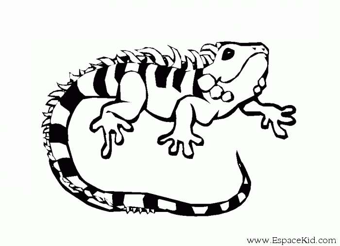 Раскраска: игуана (Животные) #8918 - Бесплатные раскраски для печати