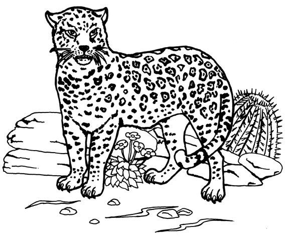 Раскраска: ягуар (Животные) #9005 - Бесплатные раскраски для печати