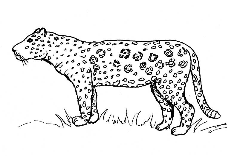 Раскраска: ягуар (Животные) #9010 - Бесплатные раскраски для печати