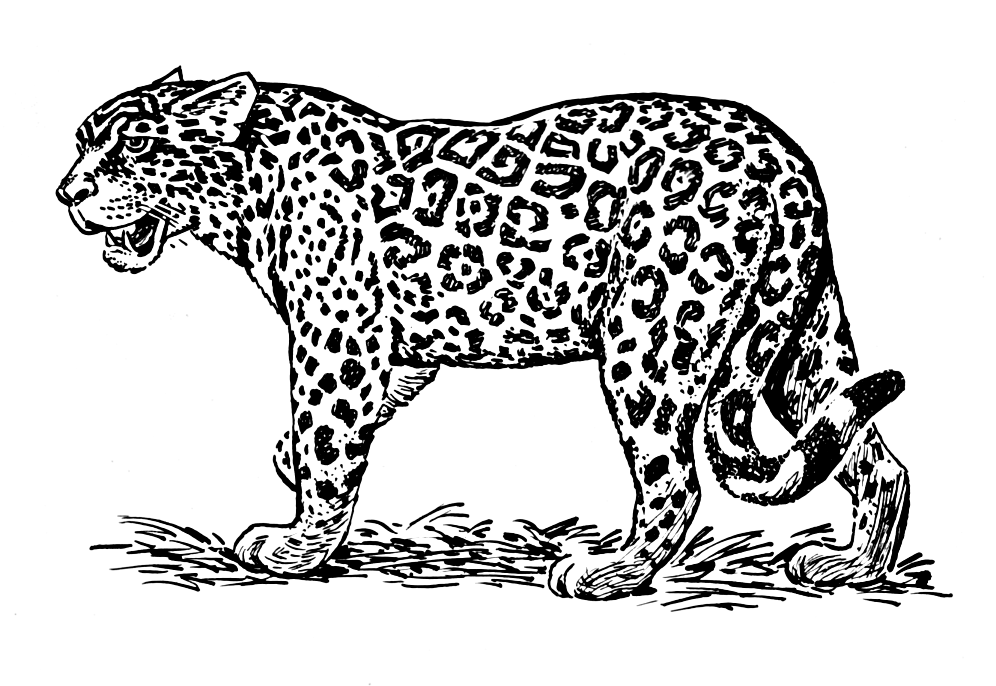 Раскраска: ягуар (Животные) #9013 - Бесплатные раскраски для печати