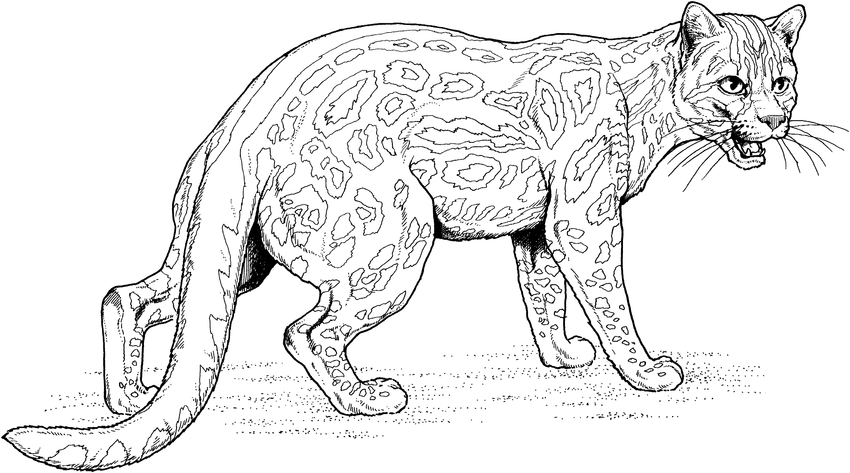 Раскраска: ягуар (Животные) #9014 - Бесплатные раскраски для печати
