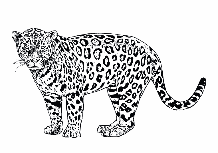 Раскраска: ягуар (Животные) #9025 - Бесплатные раскраски для печати