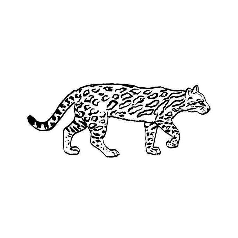 Раскраска: ягуар (Животные) #9039 - Бесплатные раскраски для печати