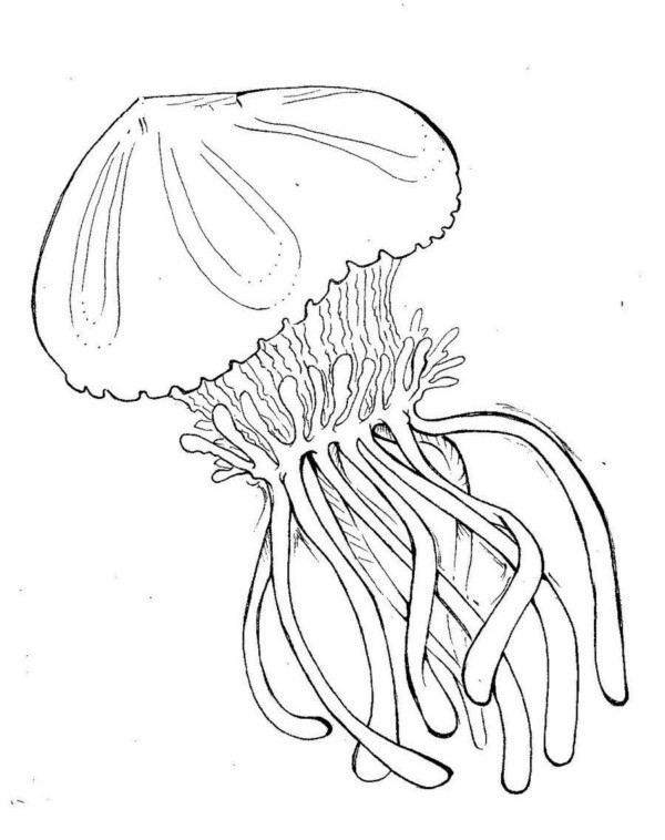 Раскраска: медуза (Животные) #20397 - Бесплатные раскраски для печати