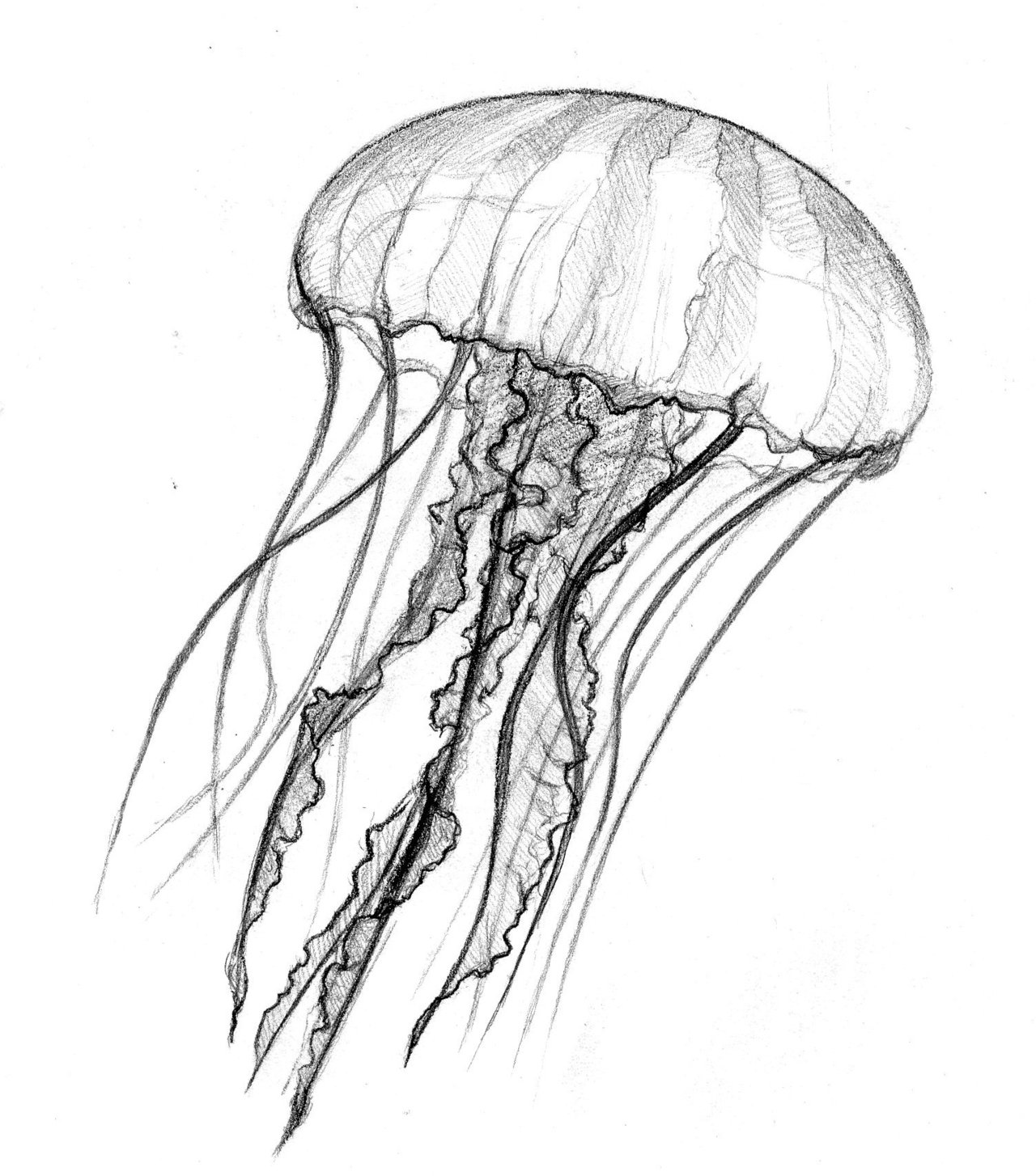 Раскраска: медуза (Животные) #20408 - Бесплатные раскраски для печати