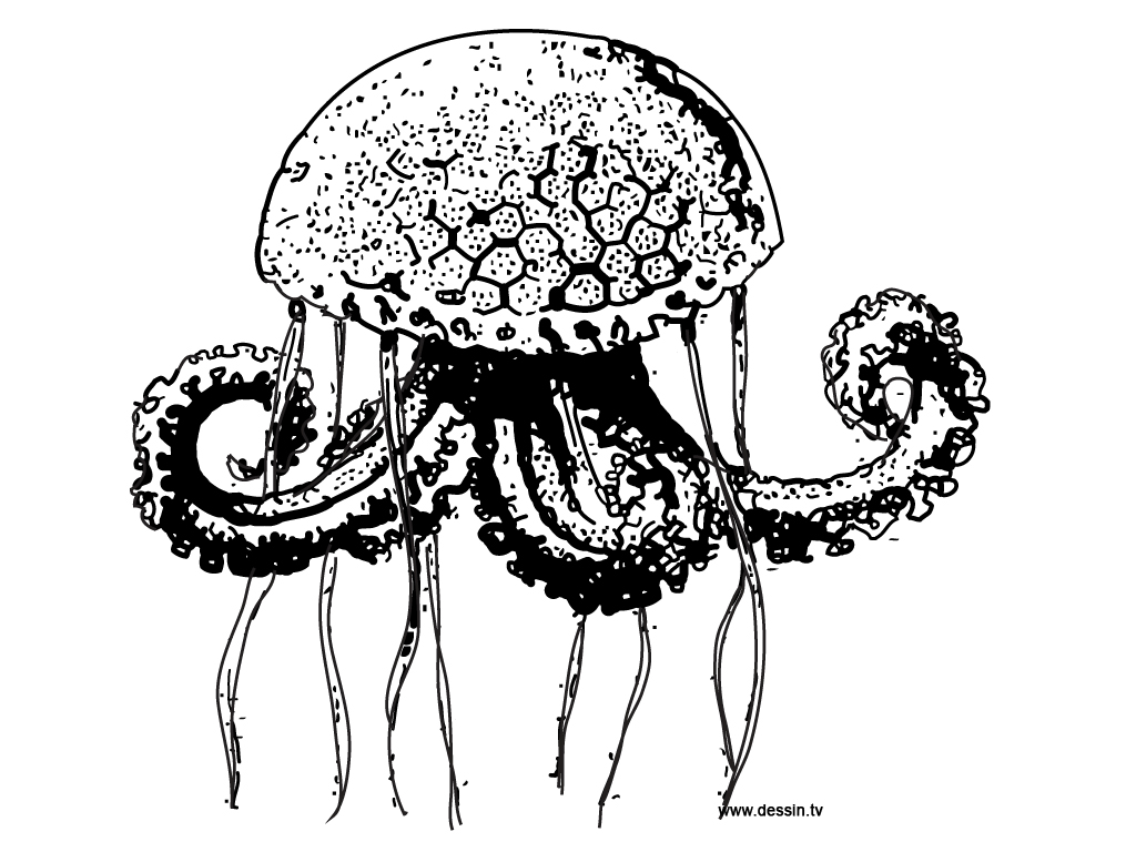 Раскраска: медуза (Животные) #20435 - Бесплатные раскраски для печати