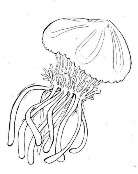 Раскраска: медуза (Животные) #20451 - Бесплатные раскраски для печати