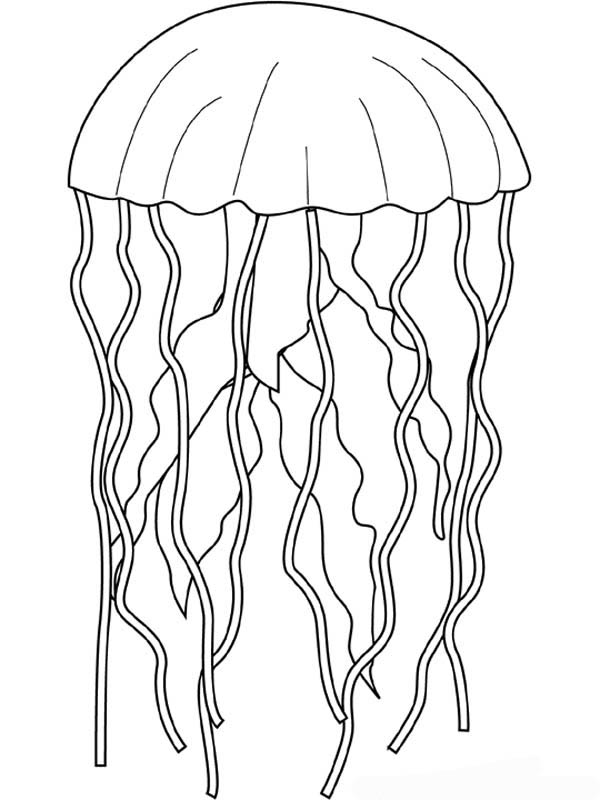 Раскраска: медуза (Животные) #20523 - Бесплатные раскраски для печати