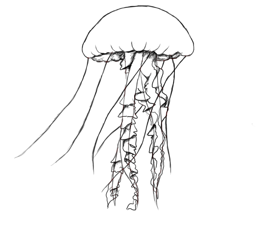 Раскраска: медуза (Животные) #20559 - Бесплатные раскраски для печати