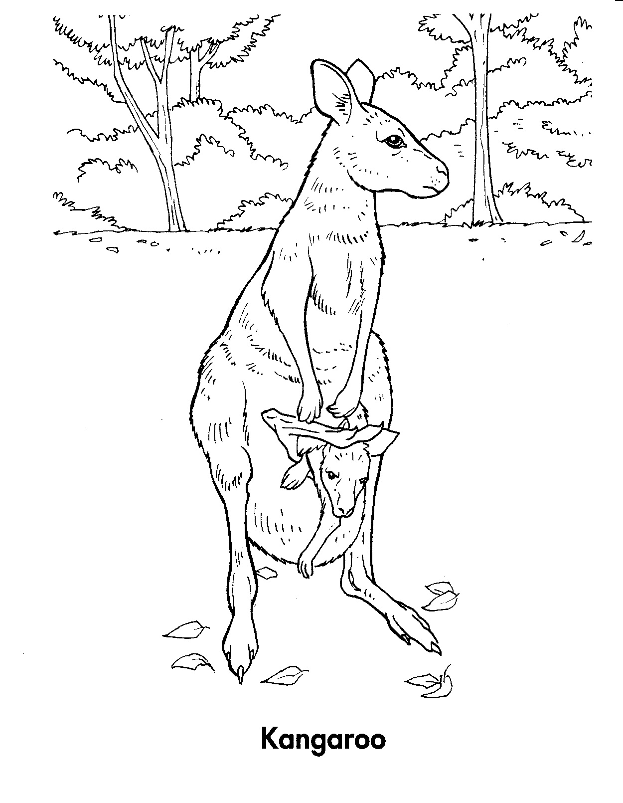 Древесный кенгуру раскраска