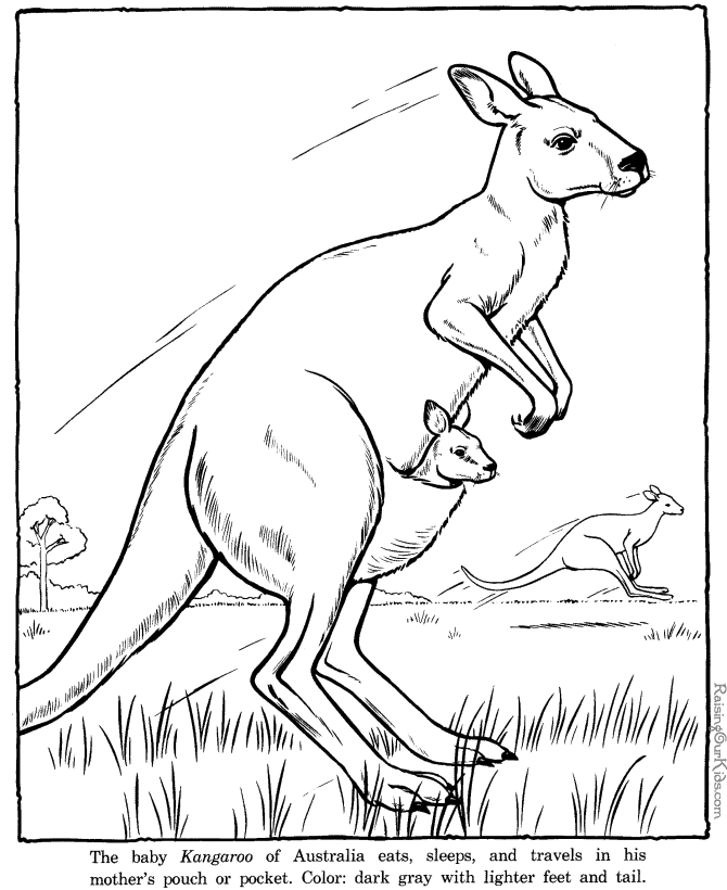Раскраска: кенгуру (Животные) #9183 - Бесплатные раскраски для печати