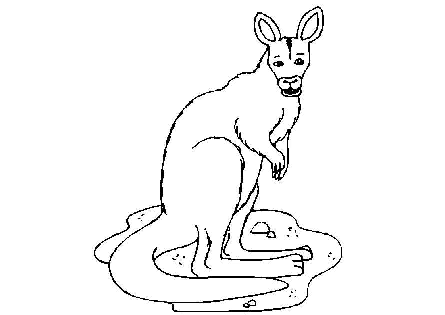 Раскраска: кенгуру (Животные) #9184 - Бесплатные раскраски для печати