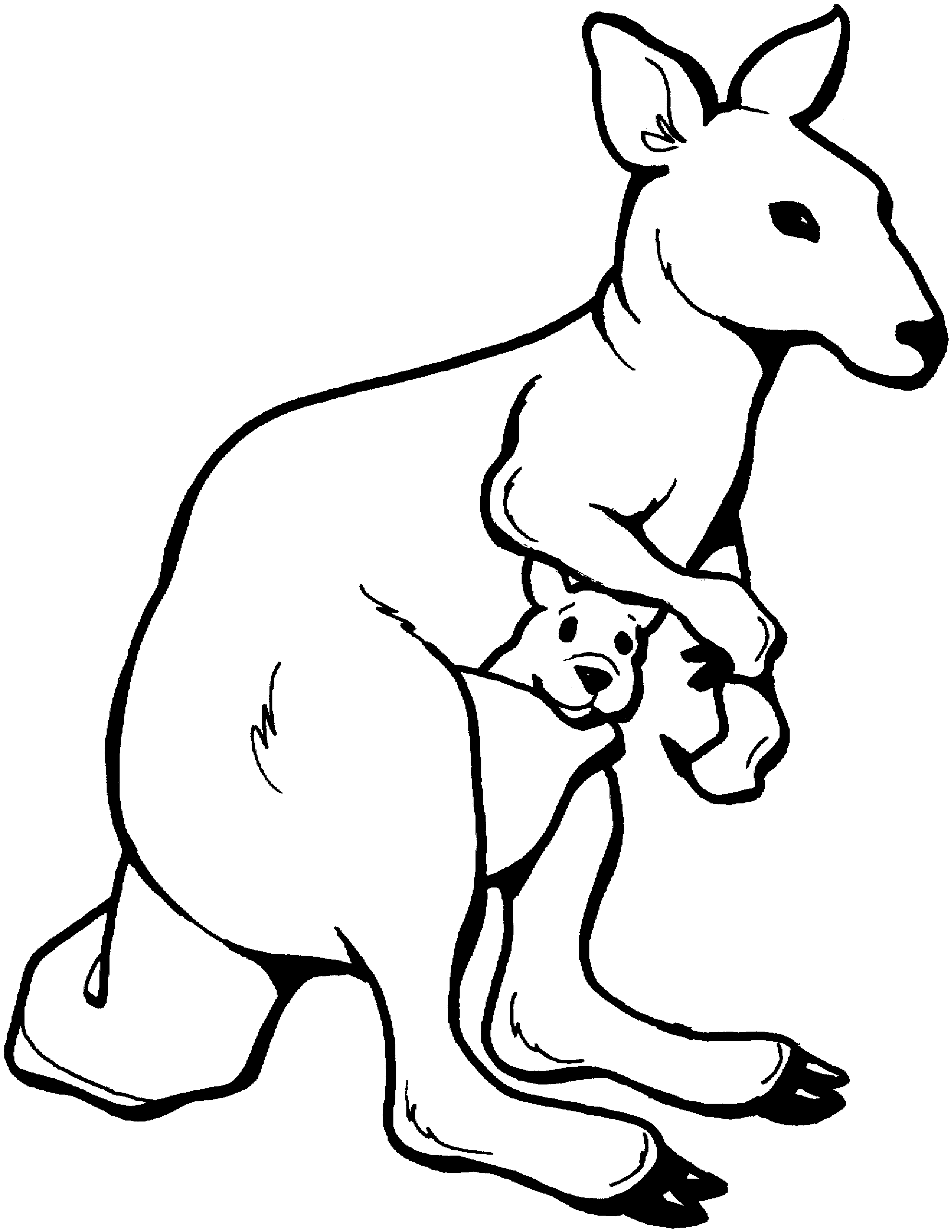Кенгуру животное рисунок