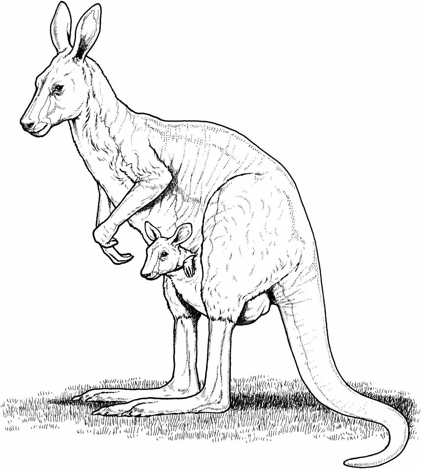 Раскраска: кенгуру (Животные) #9209 - Бесплатные раскраски для печати