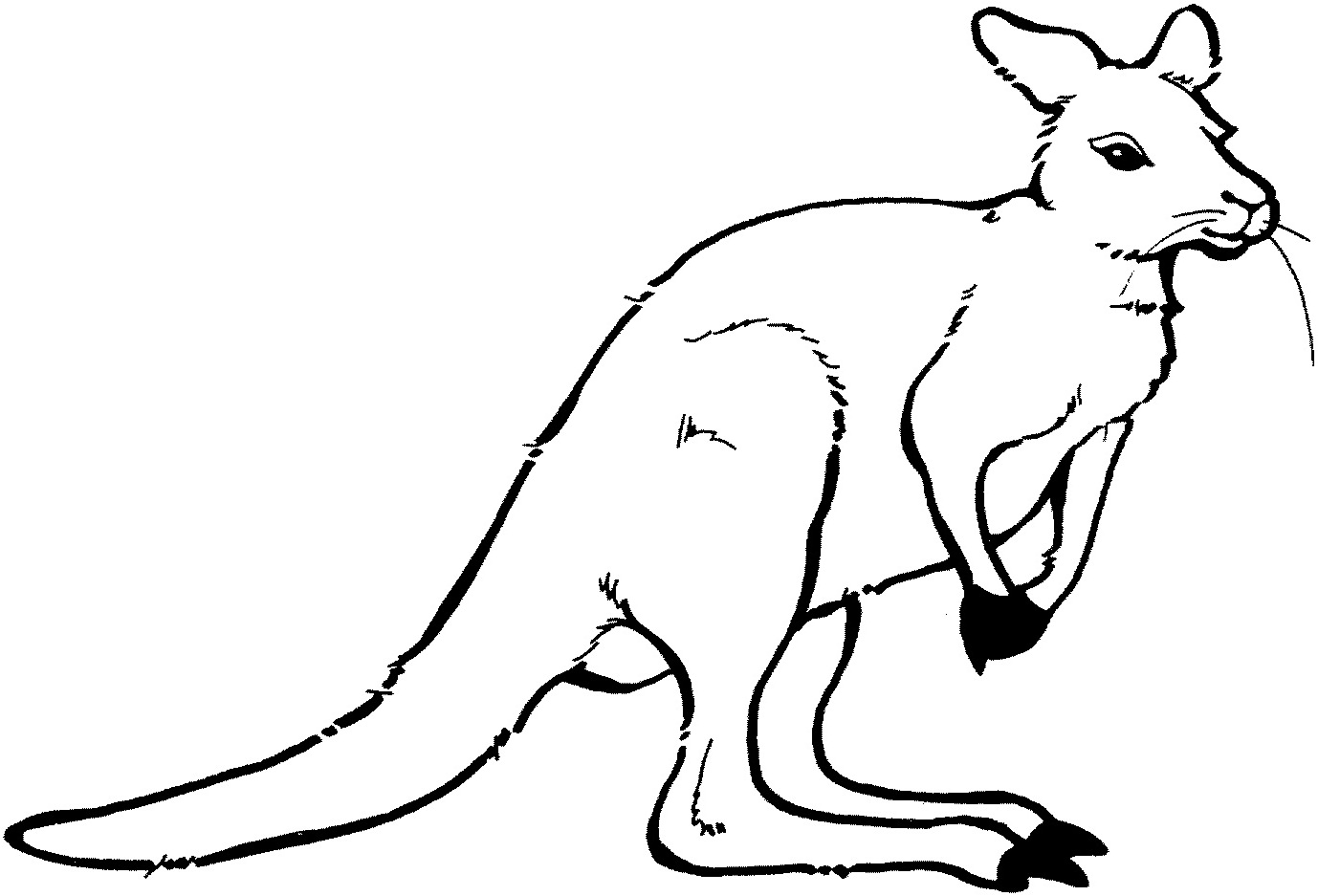 Раскраска: кенгуру (Животные) #9249 - Бесплатные раскраски для печати