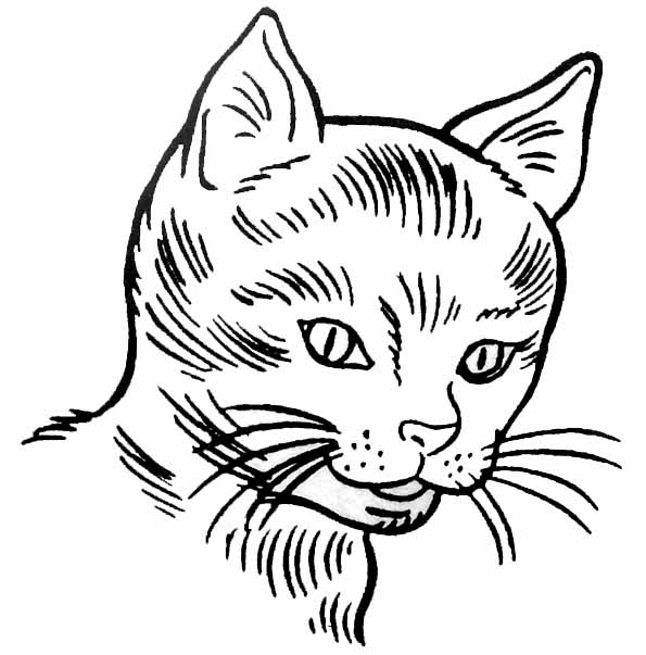 Раскраска: котенок (Животные) #18050 - Бесплатные раскраски для печати