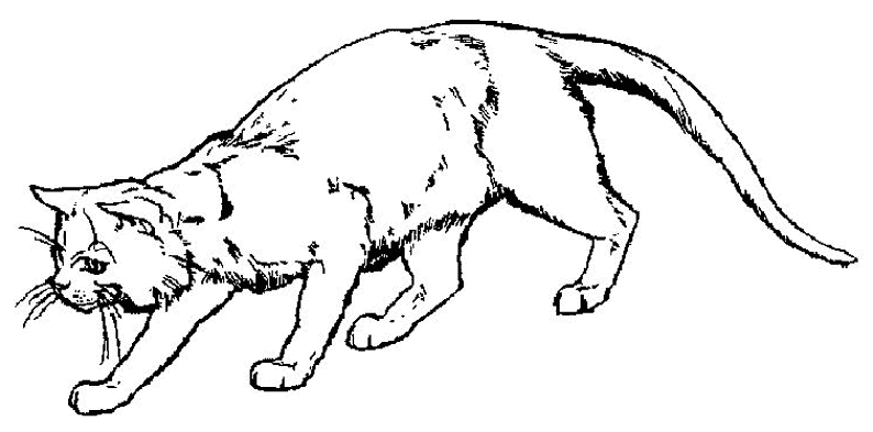 Раскраска: котенок (Животные) #18059 - Бесплатные раскраски для печати