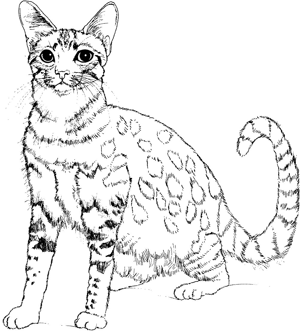 Раскраска: котенок (Животные) #18096 - Бесплатные раскраски для печати