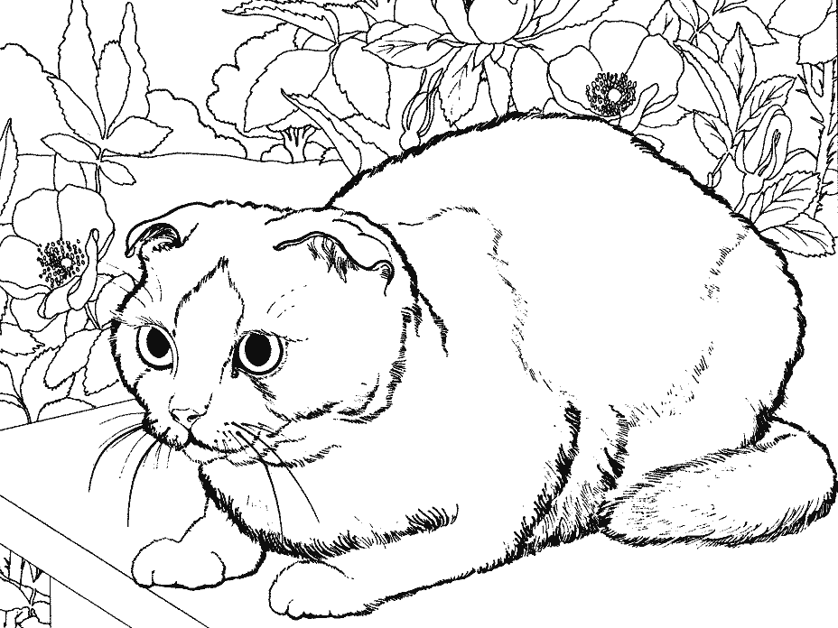 Раскраска: котенок (Животные) #18135 - Бесплатные раскраски для печати