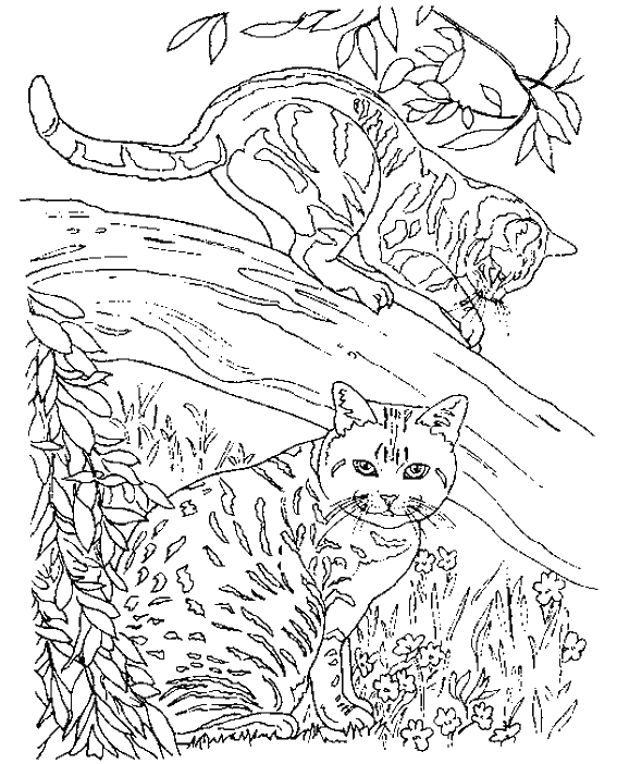 Раскраска: котенок (Животные) #18146 - Бесплатные раскраски для печати