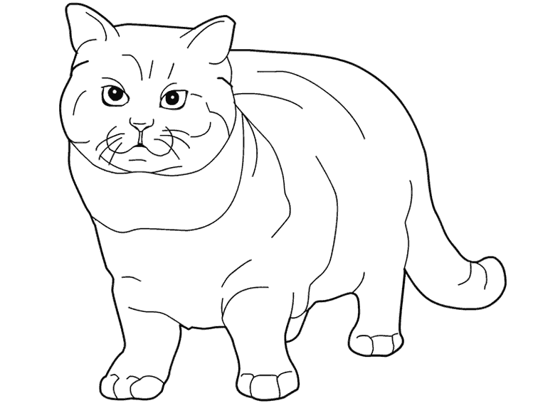 Раскраска: котенок (Животные) #18166 - Бесплатные раскраски для печати