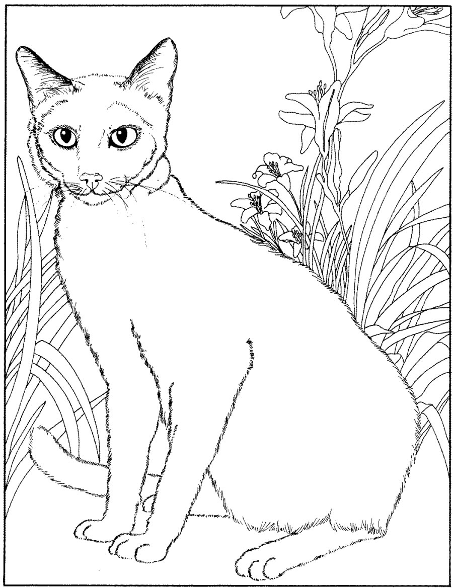 Раскраска: котенок (Животные) #18205 - Бесплатные раскраски для печати