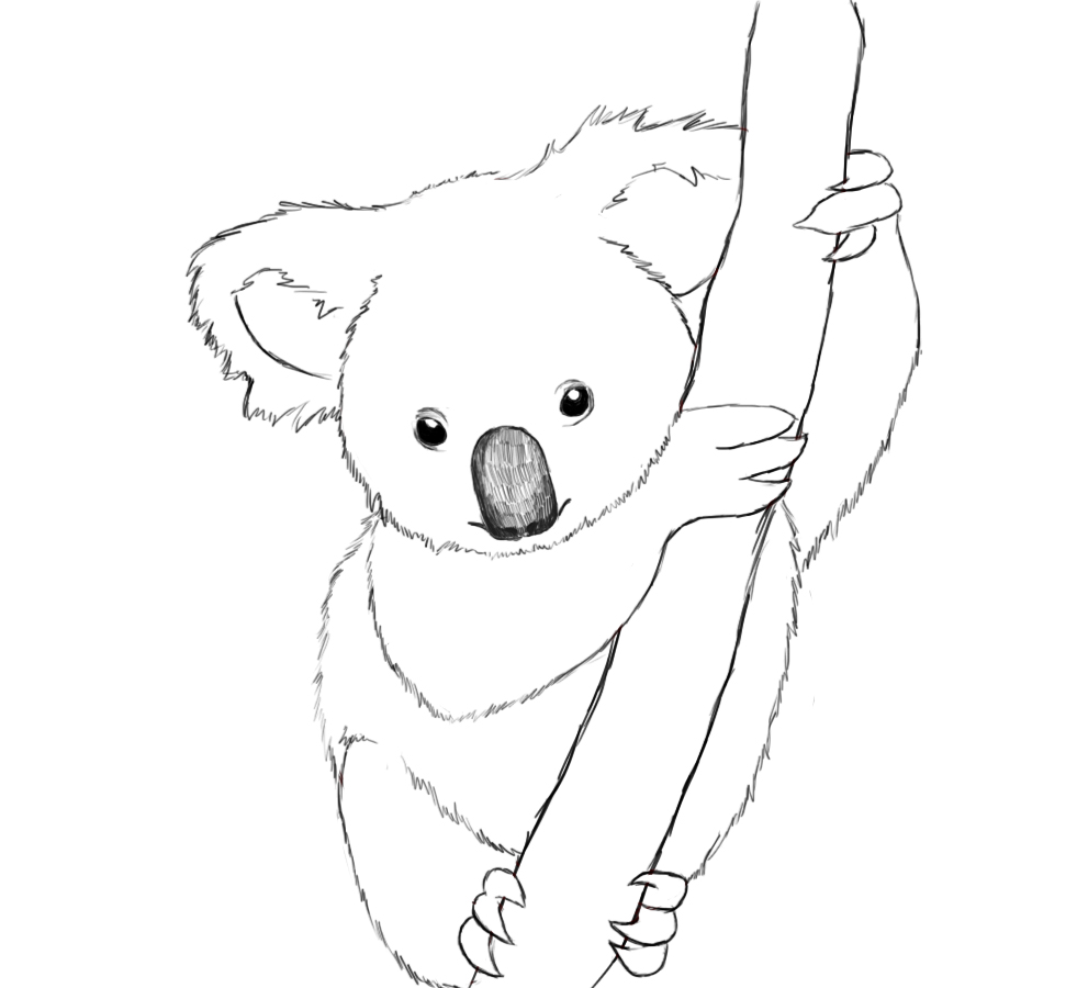 Раскраска: коала (Животные) #9305 - Бесплатные раскраски для печати