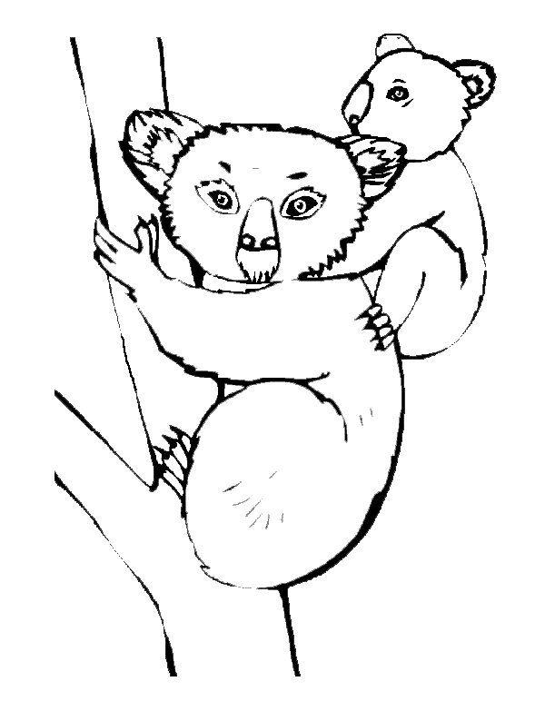 Раскраска: коала (Животные) #9324 - Бесплатные раскраски для печати